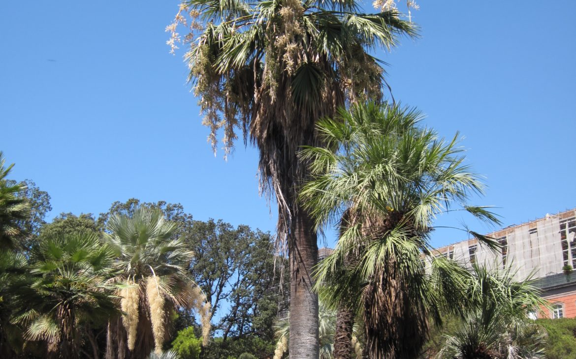 Park
