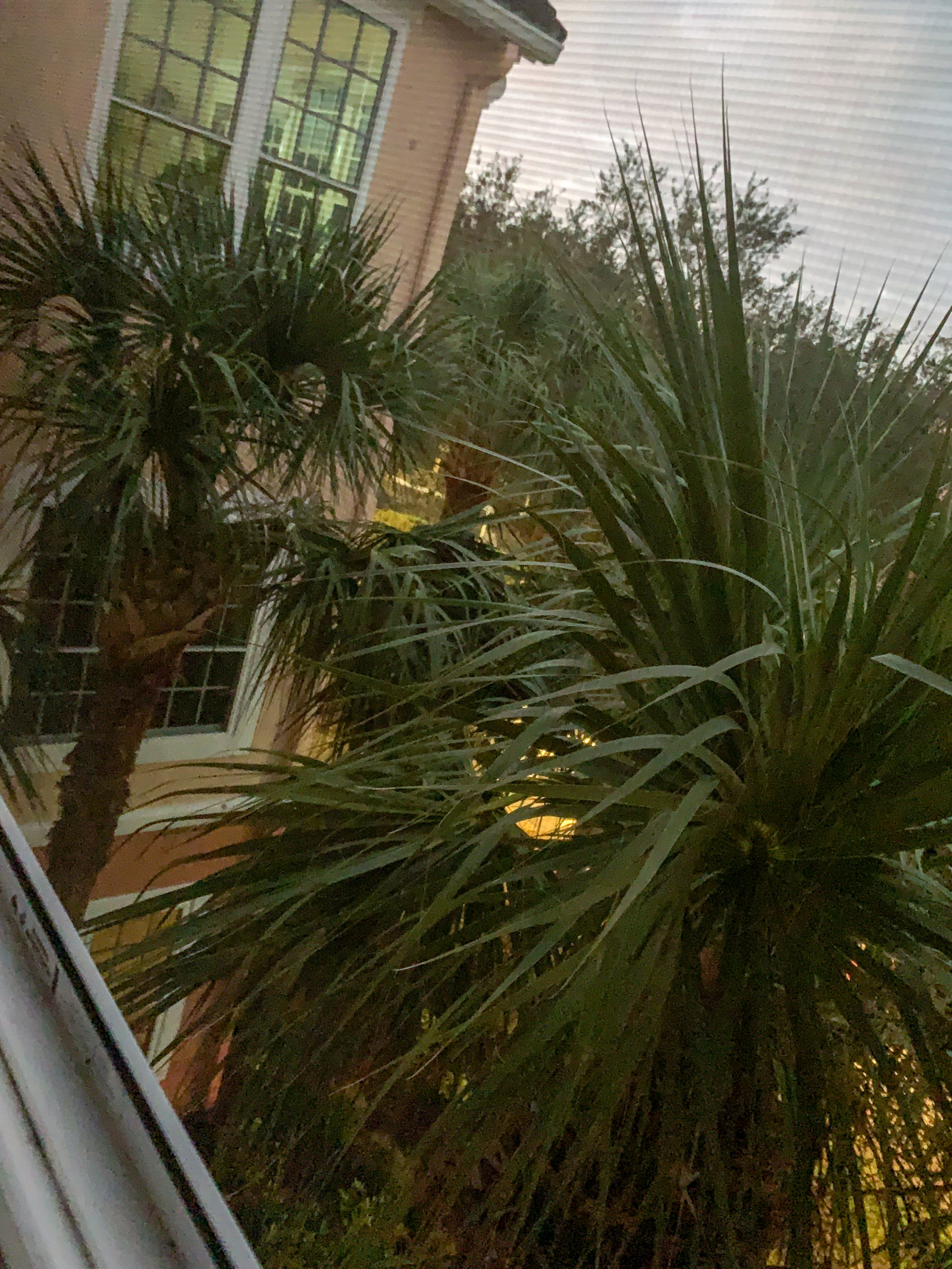 Bobesz Menni Amerika #1 - Sarasota 7 Pálmafák az ablakom előtt